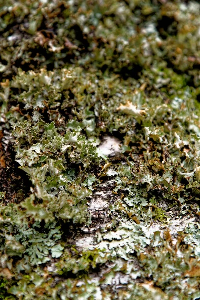 Birleşik Krallık Bir Ağaç Gövdesinde Yetişen Yaygın Bir Yeşilkalkan Lichen — Stok fotoğraf