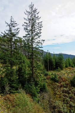 Galloway Orman Parkı, Dumfries ve Galloway, İskoçya, Birleşik Krallık