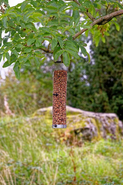 Mangeoire Arachides Suspendue Dans Arbre Pour Attirer Les Oiseaux Sauvages — Photo