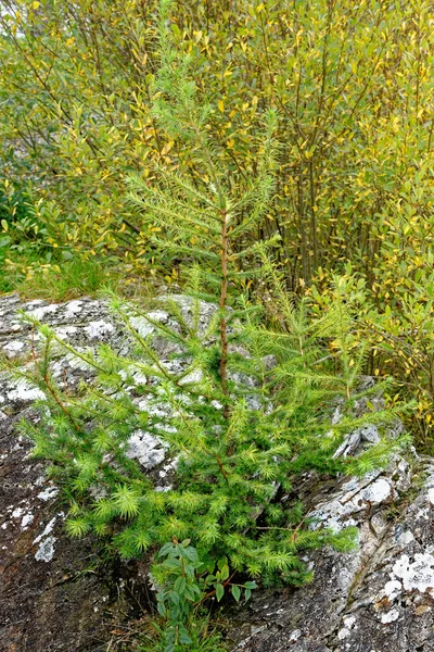 Weihnachtsbaumzweige Immergrüner Wald Oder Wald Natur Und Umwelt Hintergrund Der — Stockfoto