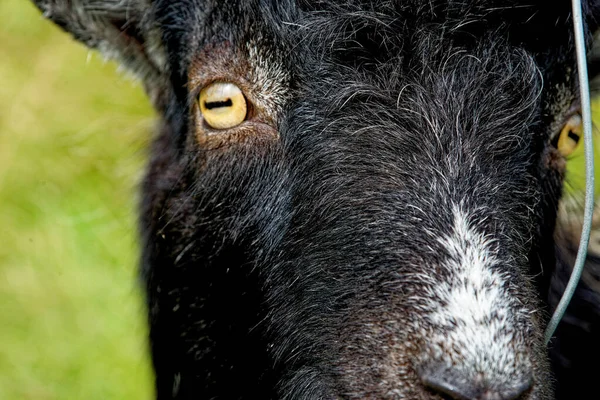 Cabras Selvagens Galloway Forest Park Dumfries Galloway Escócia Reino Unido — Fotografia de Stock