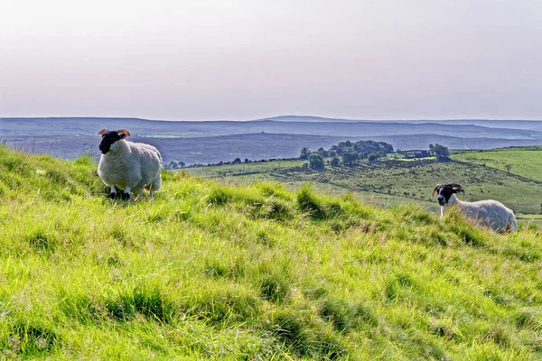 Sheep Hadrian Wall Northumberland National Park Northumberland England United Kingdom — Stock Photo, Image