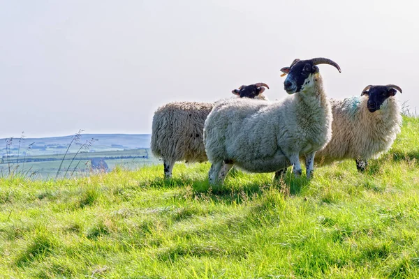 Sheep Hadrian Wall Northumberland National Park Northumberland Inglaterra Reino Unido — Fotografia de Stock