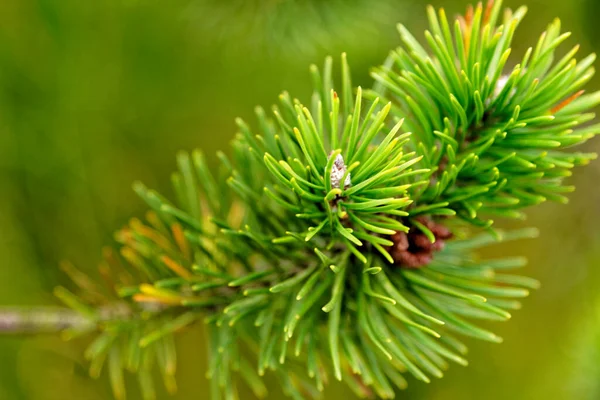 Weihnachtsbaumzweige Immergrüner Wald Oder Wald Natur Und Umwelt Hintergrund Der — Stockfoto