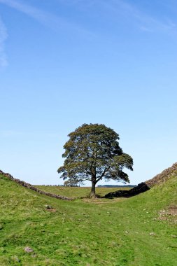 Hadrian duvarları Sycamore Geçidi 'nde Housesteads ve Steel Rigg arasında. Ünlü Sycamore ağacı Robin Hood 'un Ağacı olarak bilinir, Northumberland, İngiltere