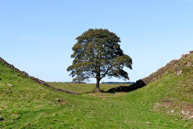 Hadrian duvarları Sycamore Geçidi 'nde Housesteads ve Steel Rigg arasında. Ünlü Sycamore ağacı Robin Hood 'un Ağacı olarak bilinir, Northumberland, İngiltere