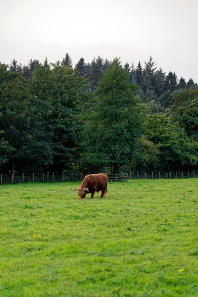 Cow. Scotish highland cattle - Highlands, Scotland, United Kingdom