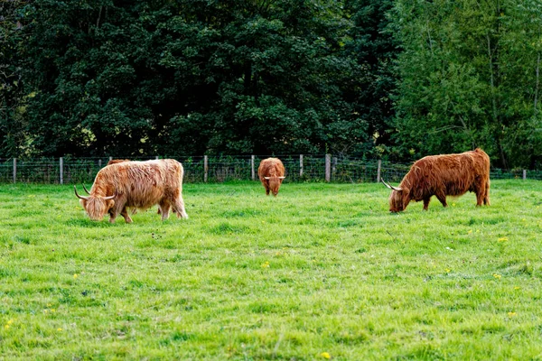 Vaca Bovinos Escoceses Terras Altas Highlands Escócia Reino Unido — Fotografia de Stock