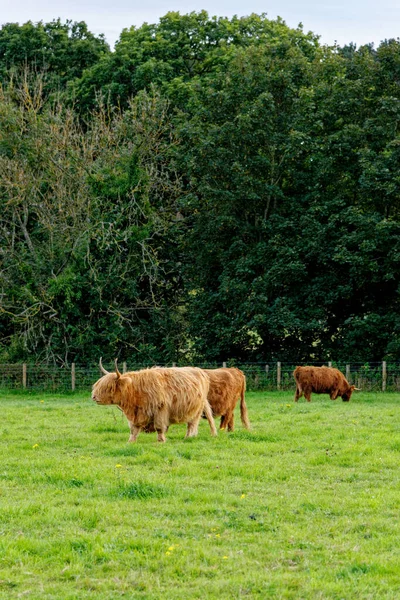 スコットランドの高地牛 ハイランド スコットランド イギリス — ストック写真
