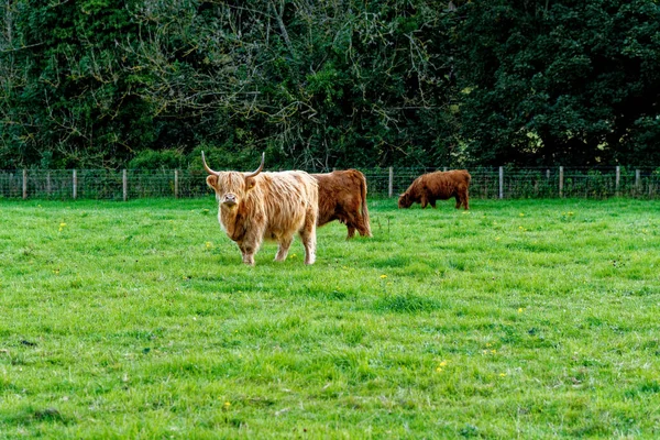 Cow. Scotish highland cattle - Highlands, Scotland, United Kingdom