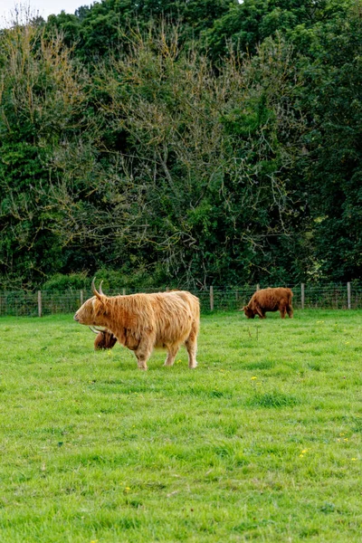 スコットランドの高地牛 ハイランド スコットランド イギリス — ストック写真