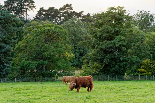 Scotish Highland Cattle Highlands Skottland Förenade Kungariket — Stockfoto