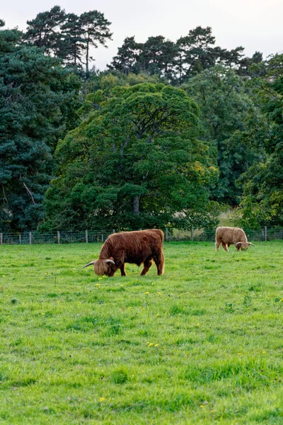 スコットランドの高地牛 ハイランド スコットランド イギリス — ストック写真