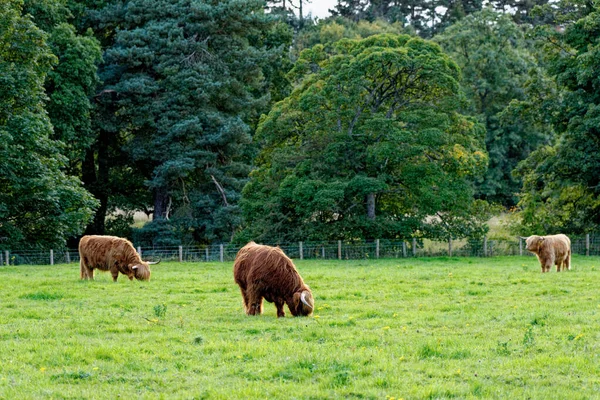 Vache Bovins Écossais Des Highlands Highlands Écosse Royaume Uni — Photo