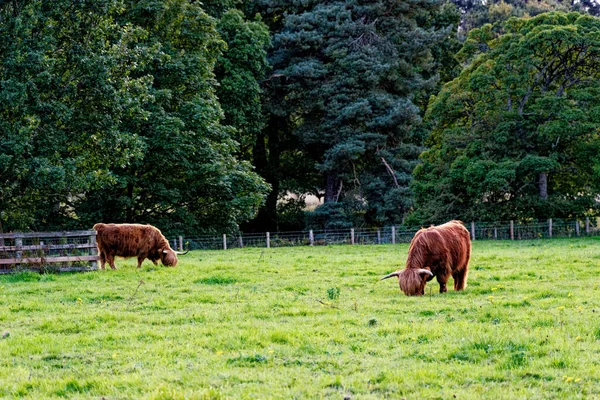 Cow. Scotish highland cattle - Highlands, Scotland, United Kingdom