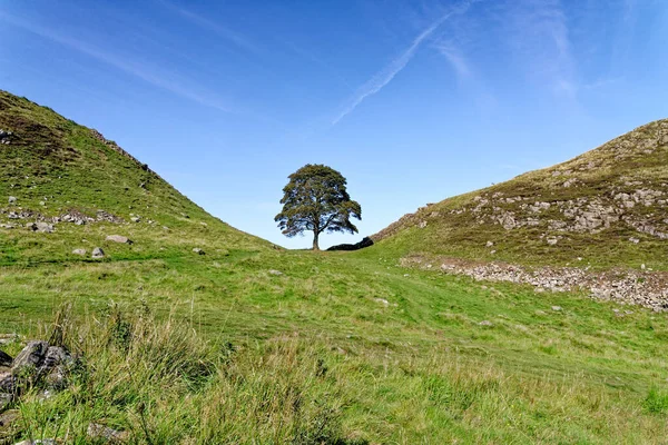 창고와 사이에 아랍인들의 Sycamore Tree Robin Hoods Tree Northumberland 노섬벌랜드로 — 스톡 사진