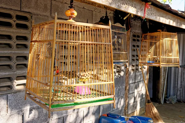 Oiseaux Dans Une Cage Dans Village Thaï Traditionnel Krabi Thaïlande — Photo