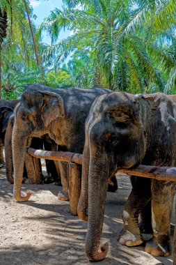 Tayland 'daki Krabi Fil Evi' nde fillerle bir gün. 27 Ocak 2020 'de Krabi bölgesinde bir seyahat rotası.