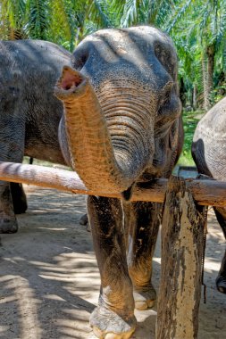 Tayland 'daki Krabi Fil Evi' nde fillerle bir gün. 27 Ocak 2020 'de Krabi bölgesinde bir seyahat rotası.