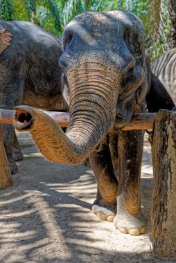 Tayland 'daki Krabi Fil Evi' nde fillerle bir gün. 27 Ocak 2020 'de Krabi bölgesinde bir seyahat rotası.
