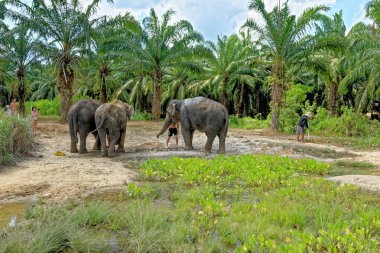 Tayland 'daki Krabi Fil Evi' nde fillerle banyo. 27 Ocak 2020 'de Krabi bölgesinde bir seyahat rotası.