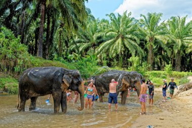 Tayland 'daki Krabi Fil Evi' nde fillerle banyo. 27 Ocak 2020 'de Krabi bölgesinde bir seyahat rotası.
