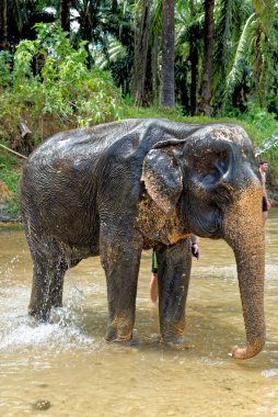 Tayland 'daki Krabi Fil Evi' nde fillerle banyo. 27 Ocak 2020 'de Krabi bölgesinde bir seyahat rotası.