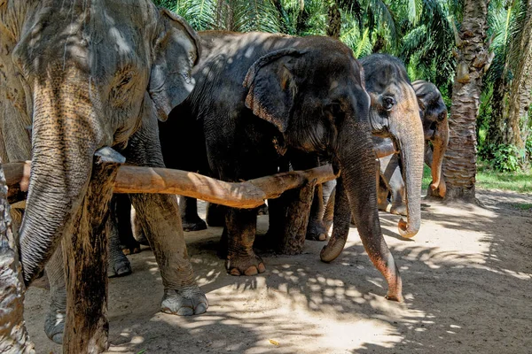 Une Journée Avec Des Éléphants Sanctuaire Krabi Elephant House Thaïlande — Photo