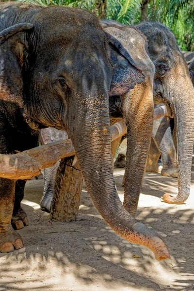 Día Con Elefantes Krabi Elephant House Sanctuary Tailandia Destino Viaje — Foto de Stock