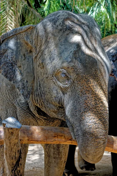 Dzień Słoniami Krabi Elephant House Sanctuary Tajlandia Cel Podróży Rejonie — Zdjęcie stockowe