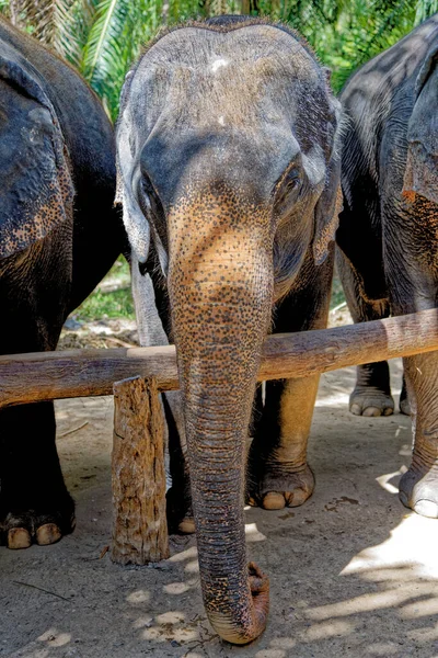 День Слонами Заповеднике Дом Слонов Таиланде Путешествие Краби Января 2020 — стоковое фото