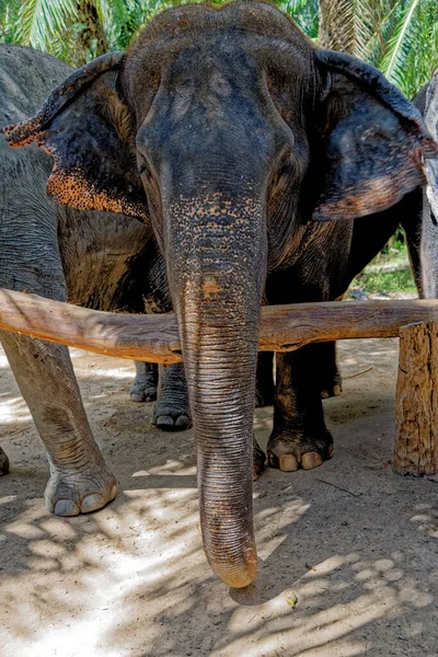 Dzień Słoniami Krabi Elephant House Sanctuary Tajlandia Cel Podróży Rejonie — Zdjęcie stockowe