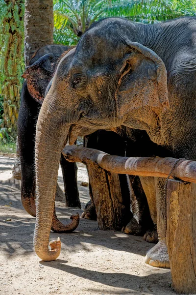 Dia Com Elefantes Santuário Krabi Elephant House Tailândia Destino Viagem — Fotografia de Stock