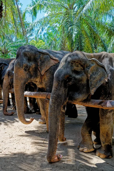 День Слонами Заповеднике Дом Слонов Таиланде Путешествие Краби Января 2020 — стоковое фото