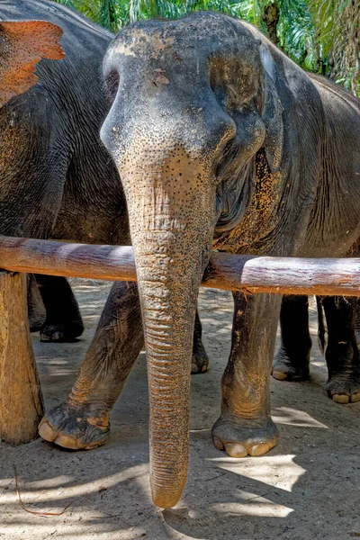 Dzień Słoniami Krabi Elephant House Sanctuary Tajlandia Cel Podróży Rejonie — Zdjęcie stockowe