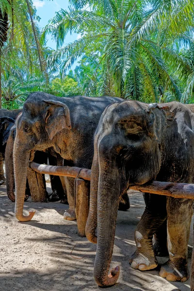 Une Journée Avec Des Éléphants Sanctuaire Krabi Elephant House Thaïlande — Photo