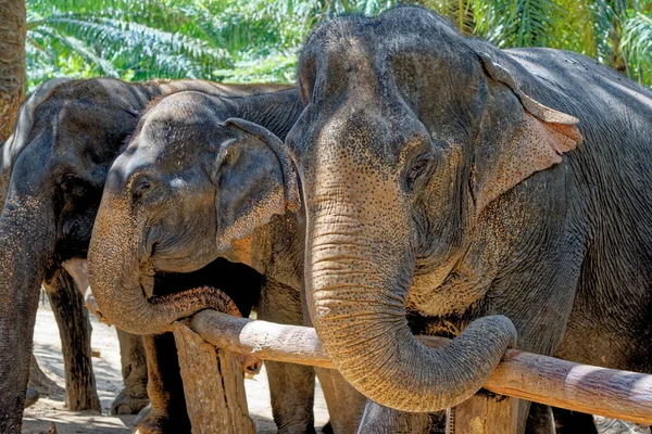 在泰国的Krabi Elephant House Sanctuary与大象共度了一天 Krabi地区旅游目的地 2020年1月27日 — 图库照片