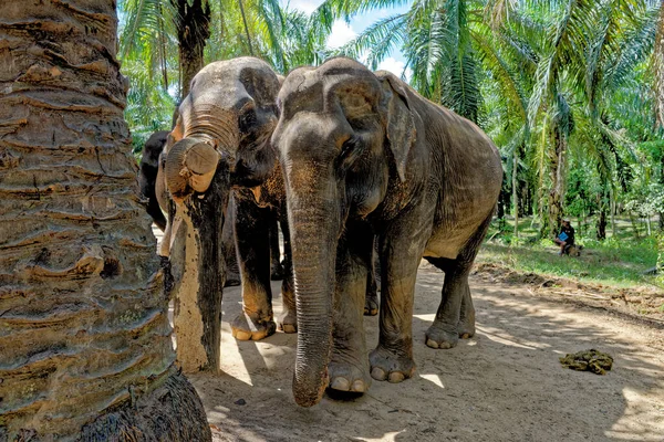 Une Journée Avec Des Éléphants Sanctuaire Krabi Elephant House Thaïlande — Photo