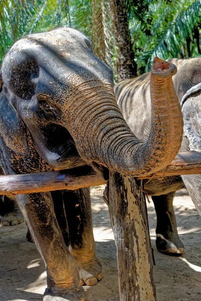 Día Con Elefantes Krabi Elephant House Sanctuary Tailandia Destino Viaje — Foto de Stock