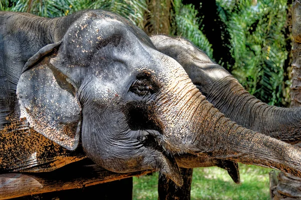 Dzień Słoniami Krabi Elephant House Sanctuary Tajlandia Cel Podróży Rejonie — Zdjęcie stockowe