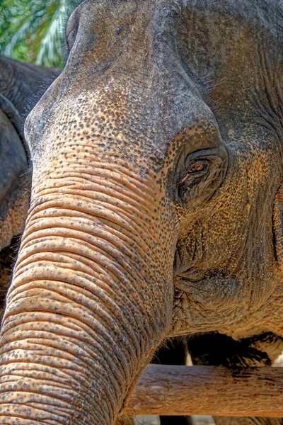 Dzień Słoniami Krabi Elephant House Sanctuary Tajlandia Cel Podróży Rejonie — Zdjęcie stockowe