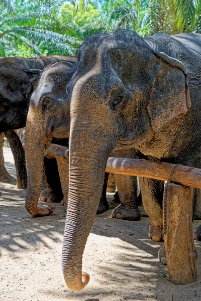 Une Journée Avec Des Éléphants Sanctuaire Krabi Elephant House Thaïlande — Photo