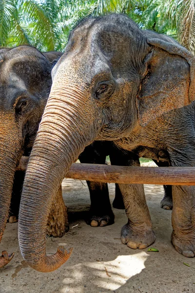 Día Con Elefantes Krabi Elephant House Sanctuary Tailandia Destino Viaje — Foto de Stock