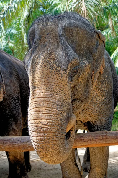 Une Journée Avec Des Éléphants Sanctuaire Krabi Elephant House Thaïlande — Photo