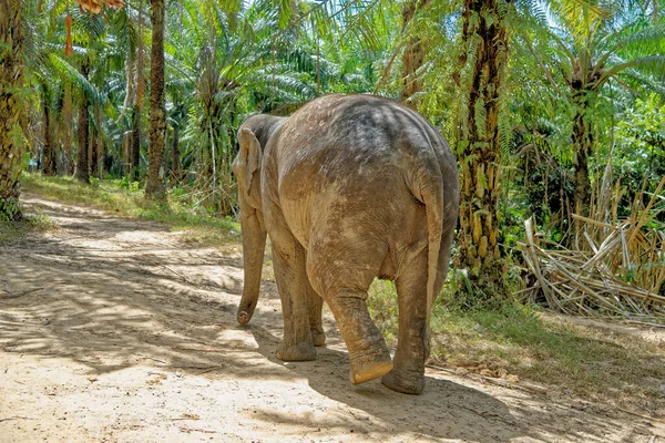 Dia Com Elefantes Santuário Krabi Elephant House Tailândia Destino Viagem — Fotografia de Stock
