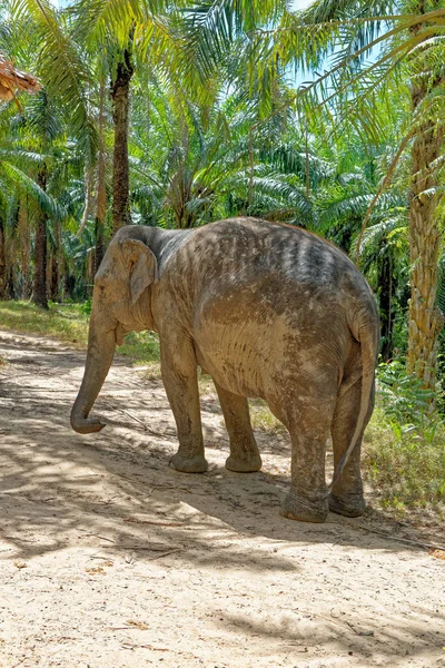 在泰国的Krabi Elephant House Sanctuary与大象共度了一天 Krabi地区旅游目的地 2020年1月27日 — 图库照片