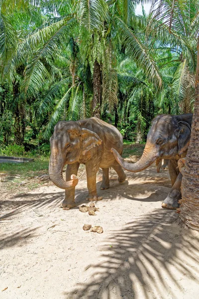 Una Giornata Con Gli Elefanti Krabi Elephant House Sanctuary Thailandia — Foto Stock