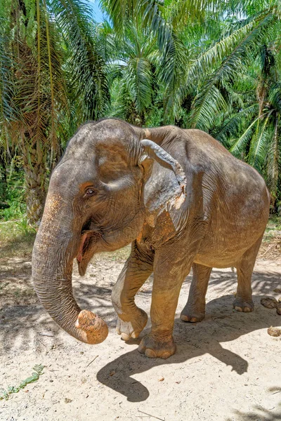 Una Giornata Con Gli Elefanti Krabi Elephant House Sanctuary Thailandia — Foto Stock