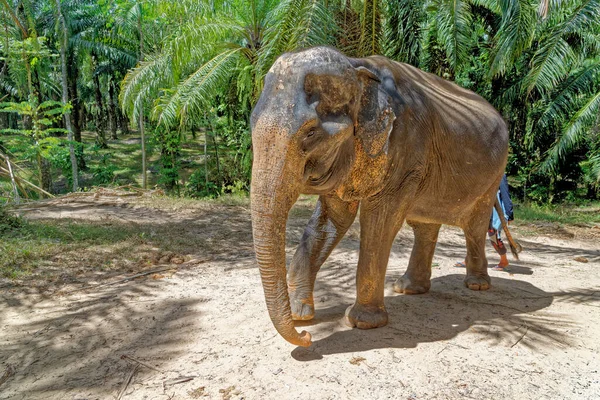 Ein Tag Mit Elefanten Krabi Elephant House Sanctuary Thailand Reiseziel — Stockfoto