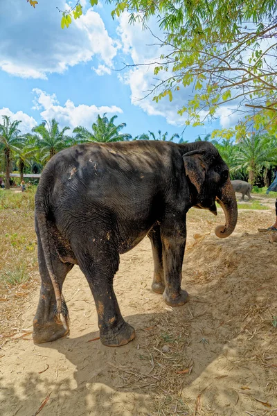 在泰国的Krabi Elephant House Sanctuary与大象共度了一天 Krabi地区旅游目的地 2020年1月27日 — 图库照片